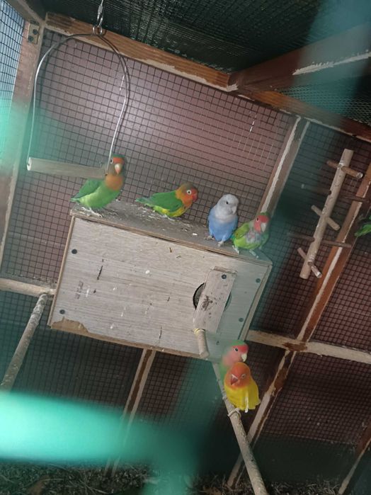 Schimb agapornis cu peruși sau nimfe