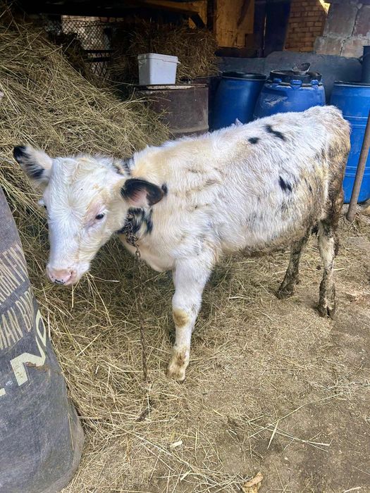 Продавам 2бр.Мъжки Телета