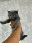 Scottish fold 2 ta.