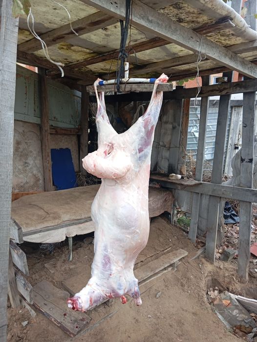 Продам мясо молодых барашек