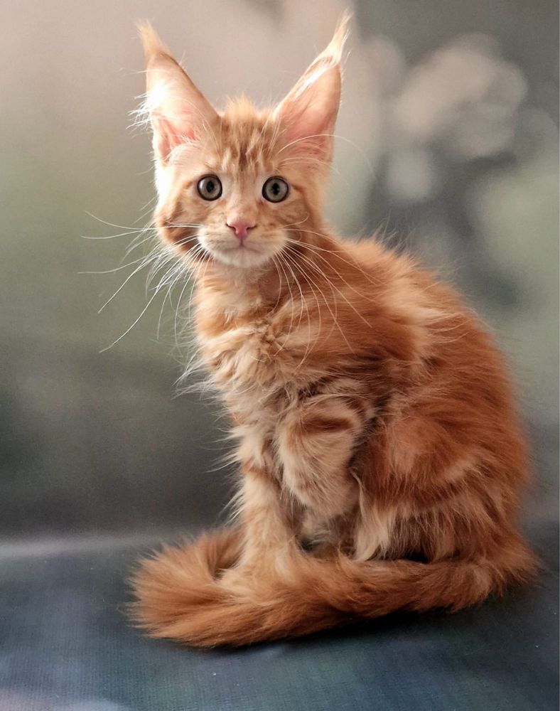 Котики бронь продажа Мейн-Кун
