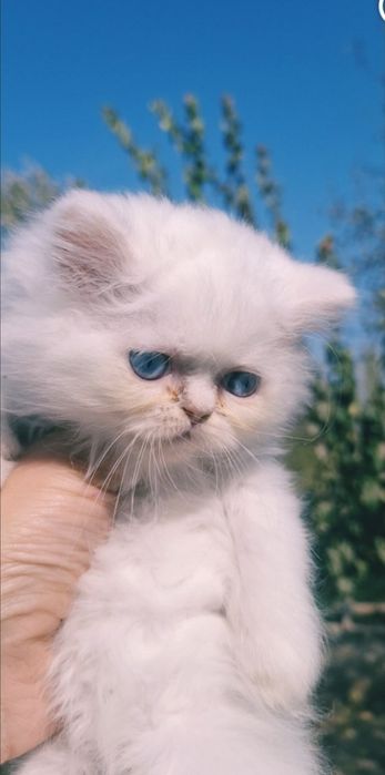 Skottish strayt mushukchalar sotiladi