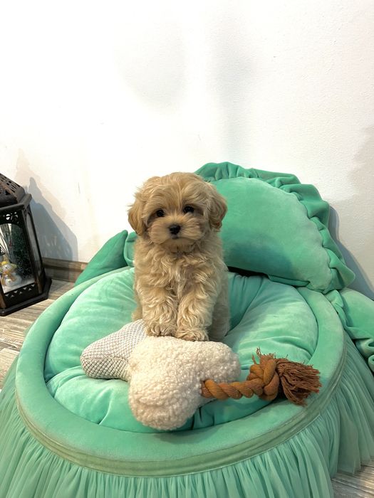 Băiețel Maltipoo – Max, 2,5 luni