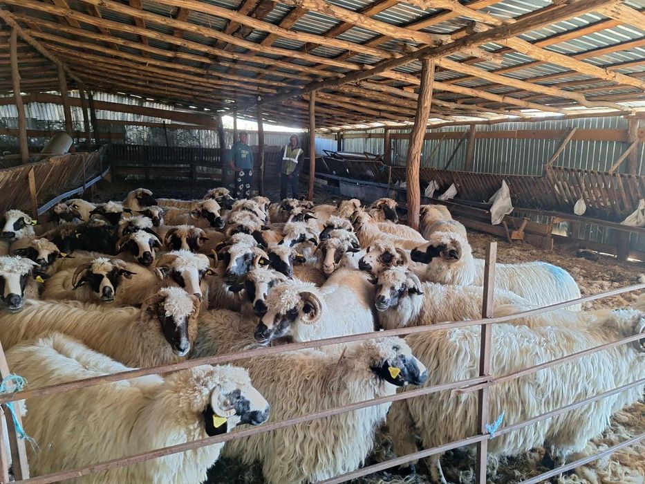 Vând 52 de oi urgent