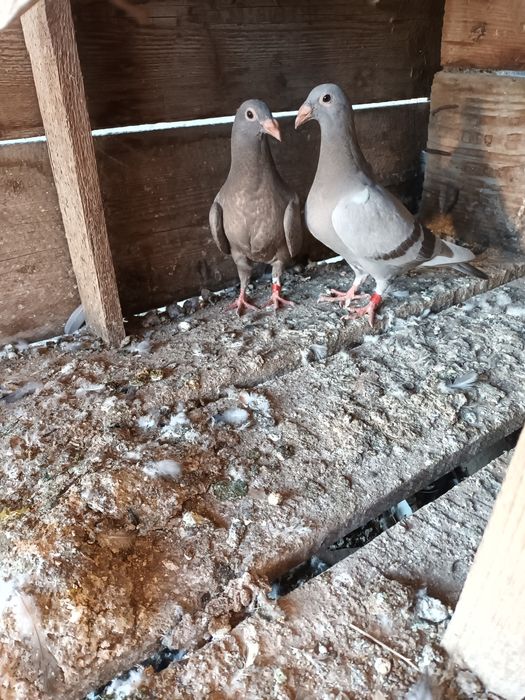 Vând porumbei sau schimb pe diverse păsări