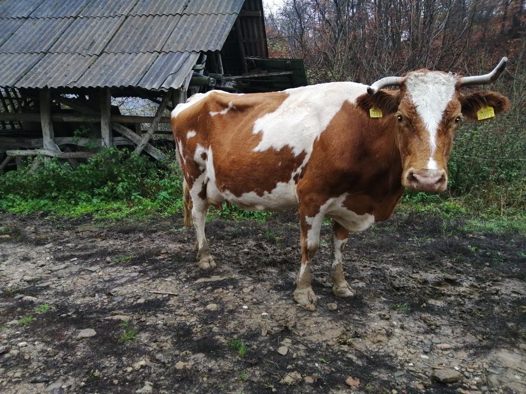 Vand vacă Red holstein