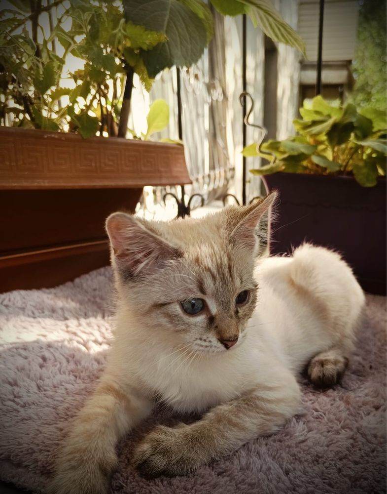 Котенок в добрые руки