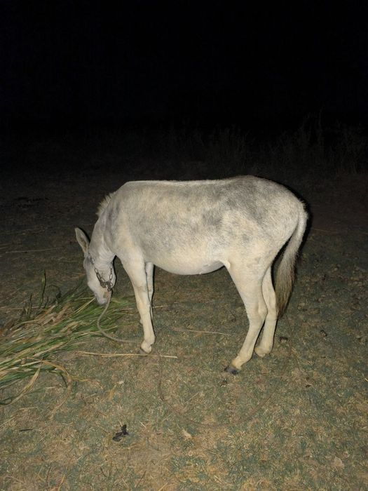 Eshak, осел, donkey