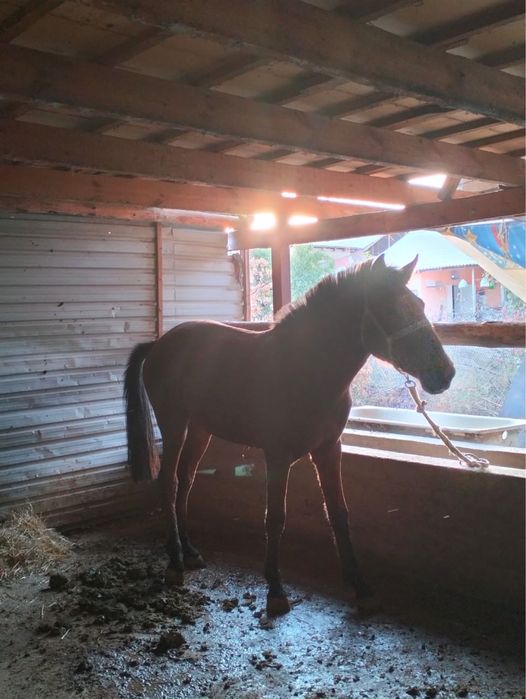 Тай ат лошадь жылкы