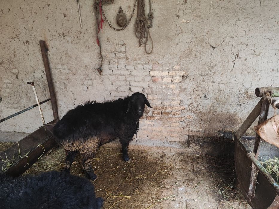 Ikkalasi birga sotiladi