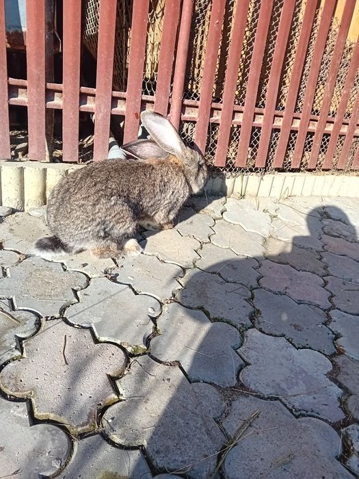 Vând mascul uriaș german