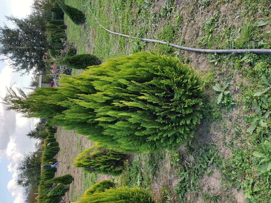 Tuia, brad, mesteacăn, tei, platan, magnolie si multe altele