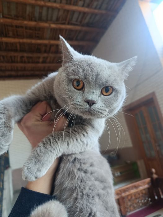 Scottish Straight 7 oyli oĝil bola mushuk sotiladi