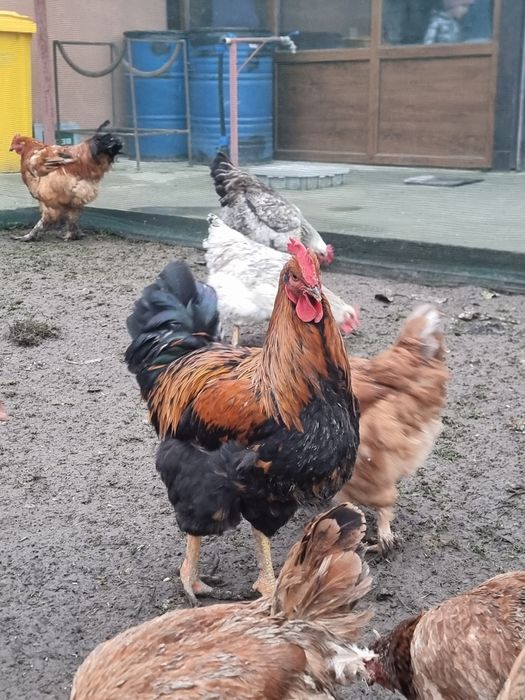 Cocoși tânăr din primăvară