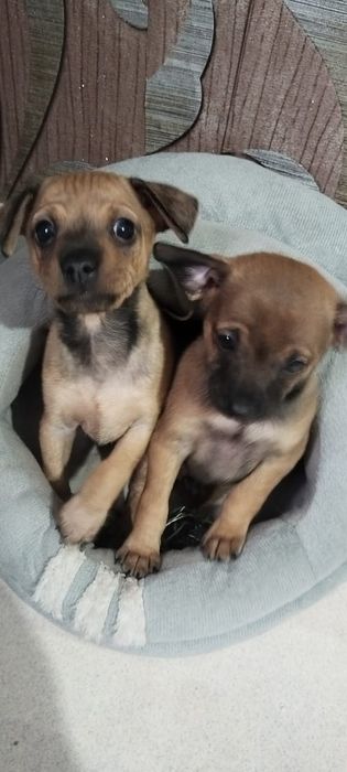 щенки той-терьер.