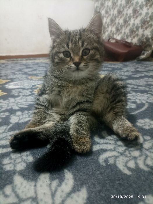 Zottor mushuk hadiyaga beriladi yaxshi odamlarga