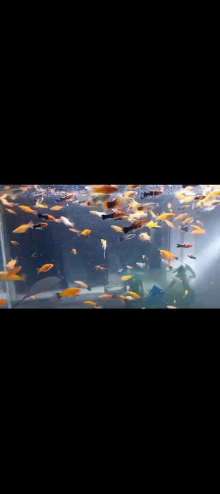 Аквариум Балыктар Сатылады 500 ден