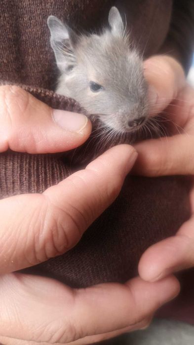 Donez pui veverite Degu
