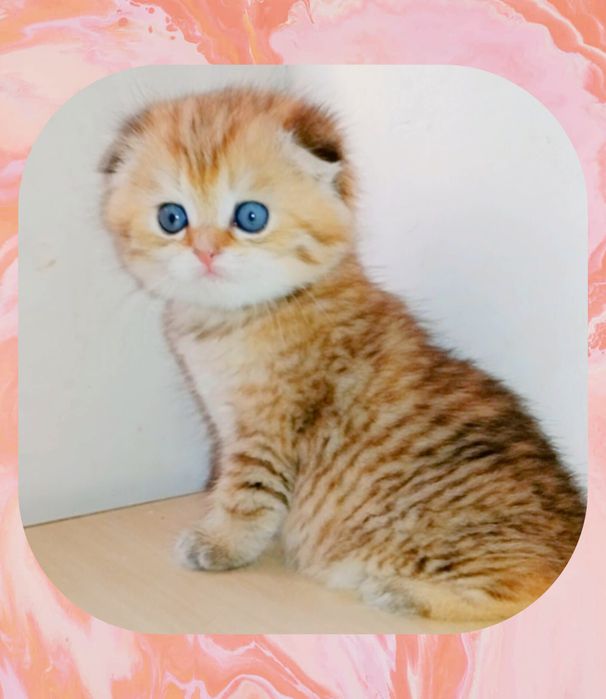 Шладкие котята вислоухие