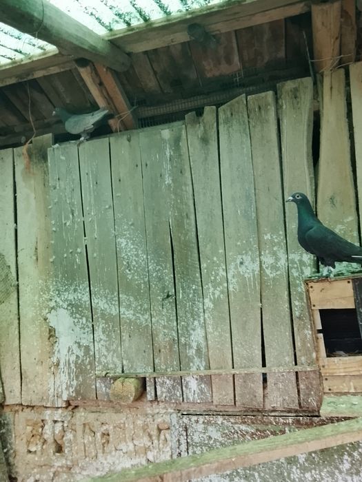 Vând porumbei o pereche de voiajori de ornament vârstă un an jumate