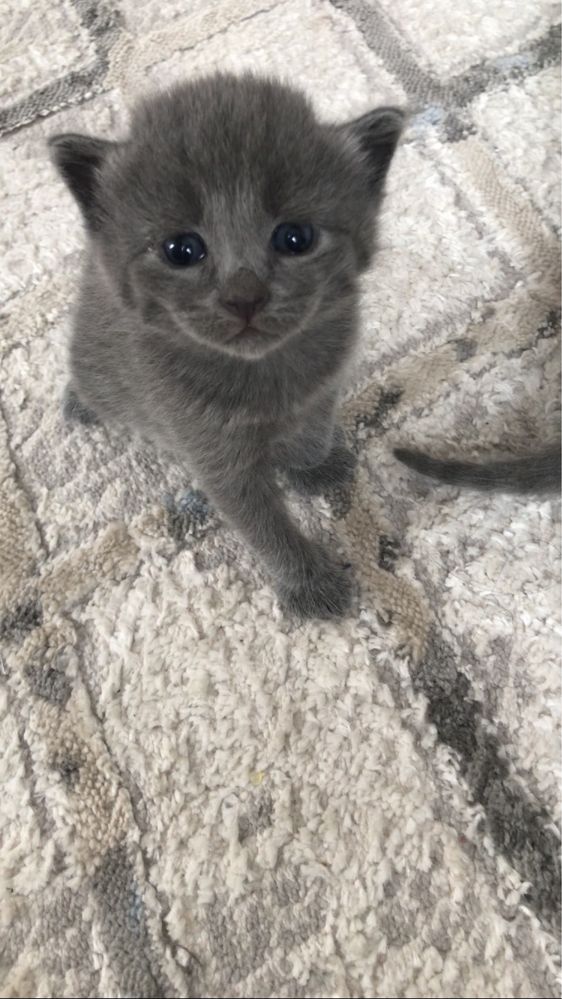 Котят британцы домашние