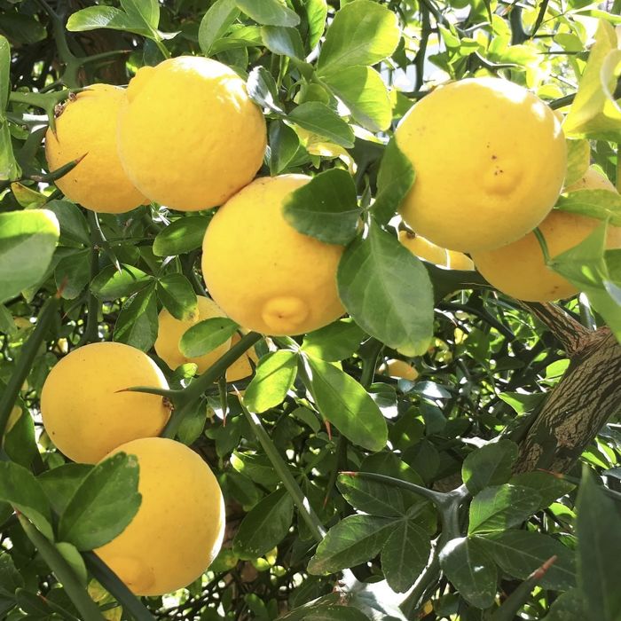 Lamai de Gradina Trifoliat