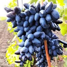 Vita de Vie (Soiuri De Masa Negru )
