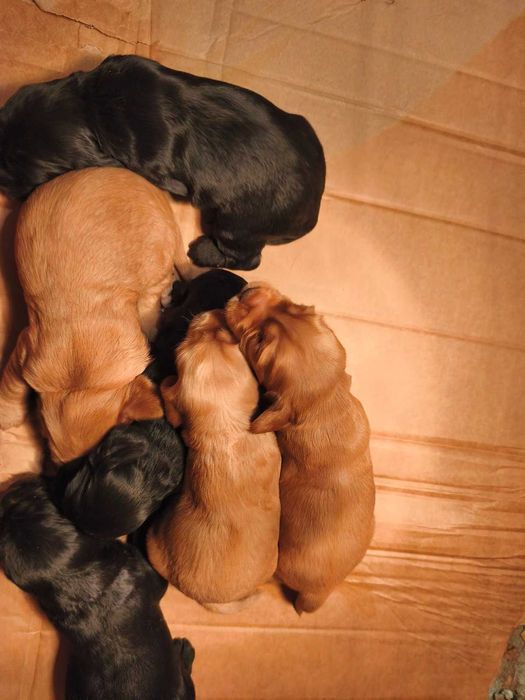 Английски кокер шпаньол,  кокер "шпаниоли"