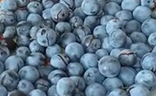 Замороженный терен