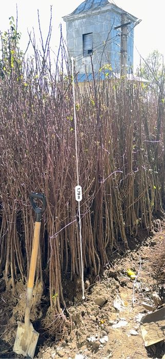 Pomi fructiferi clasici - excelență in horticultura de peste 25 de ani