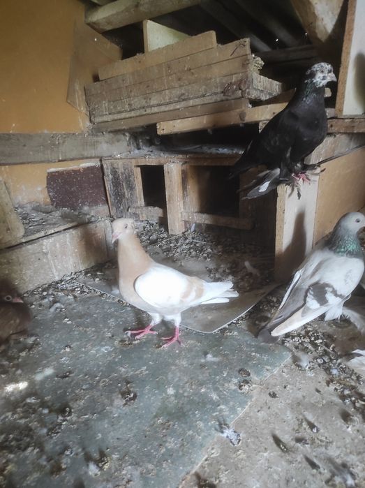 Продаются голуби