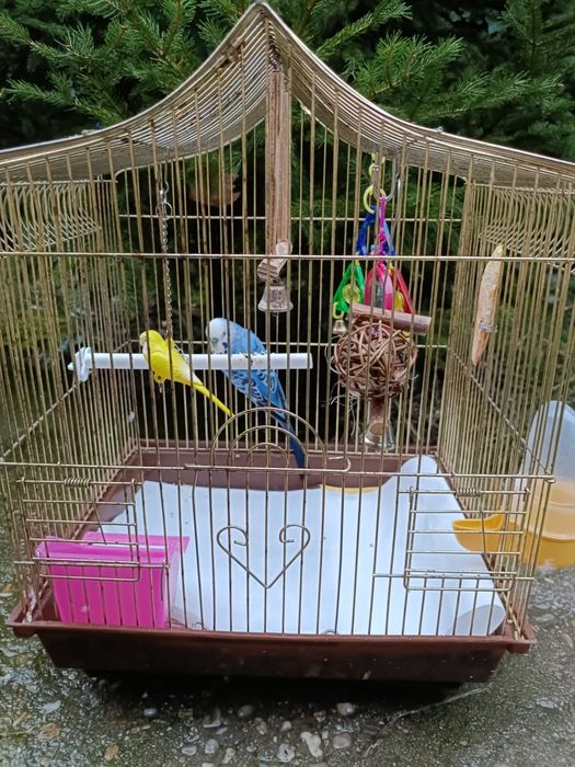 Vând  Colivie +Peruși.