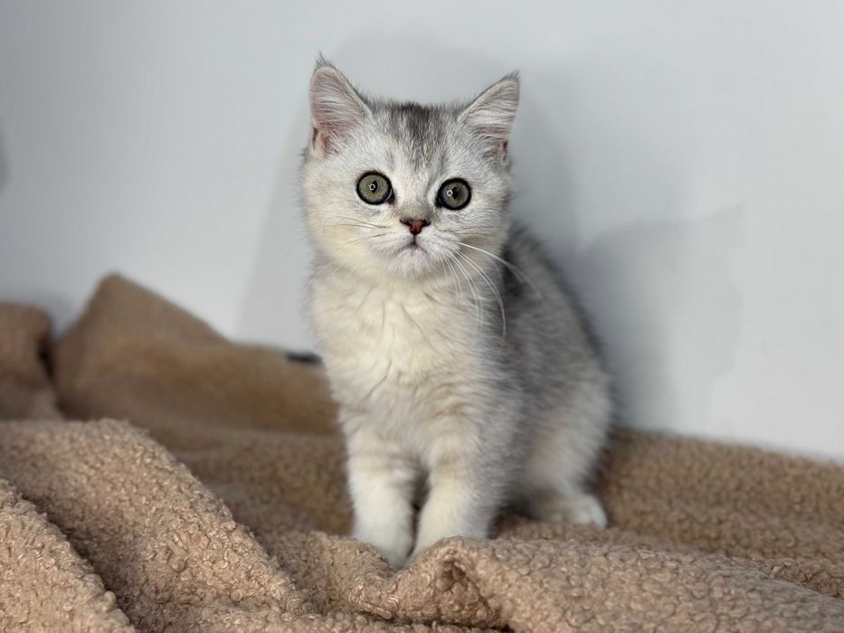 Котёнок Скоттиш Страйт мальчик 2,5 месяца, Серебристый окрас.