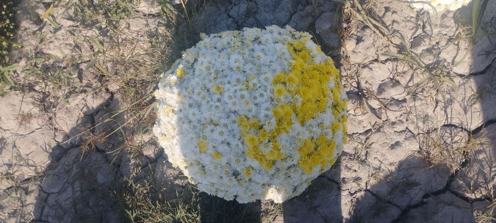 Jilvon jilosi sizlarga  tijorat taklif qilamiz