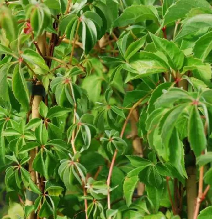 Vita de Canada (Parthenocissus quinquefolia) oferta 100 buc