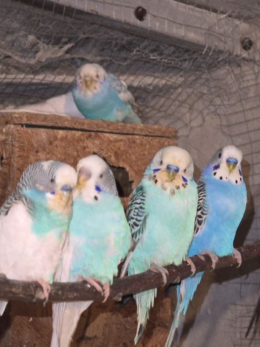 Papagali de crescătorie