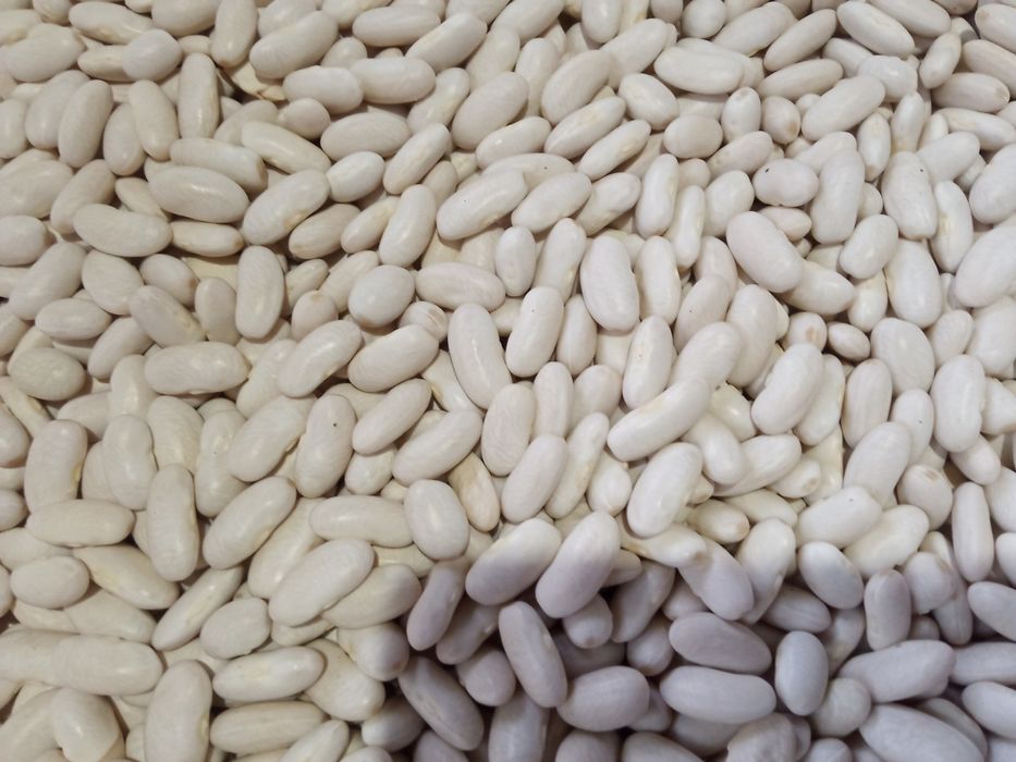 Продам картошку,чеснок, фасоль белая с огорода частного дома.