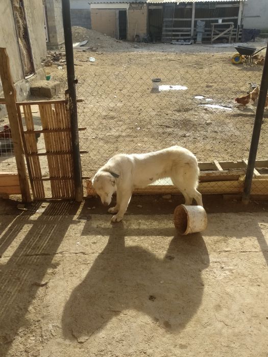 Төбет ургашы бир жылдан асты