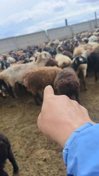 Продам Баранов бальшом количестве