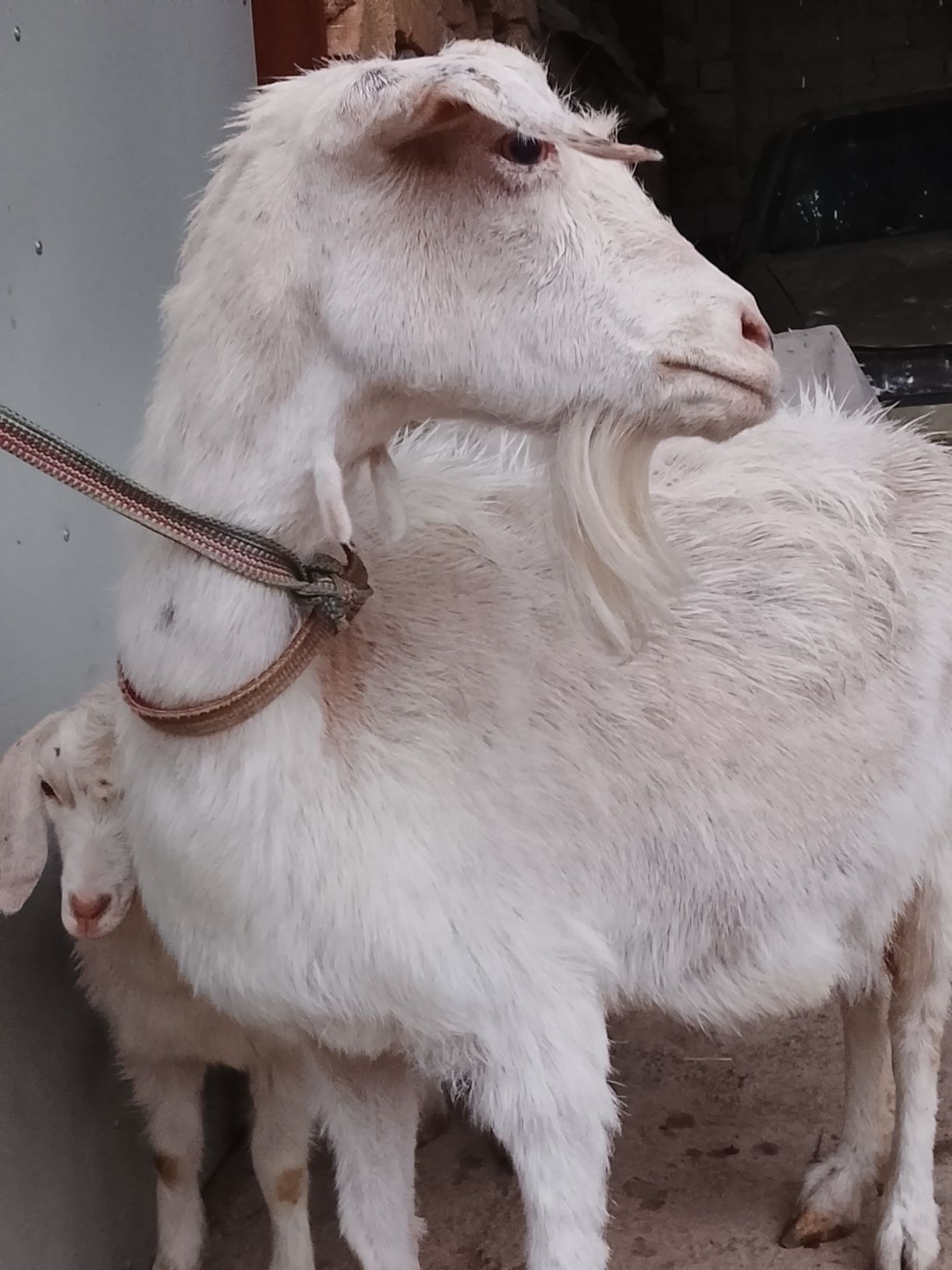 Zot echkilar srochni sotiladi