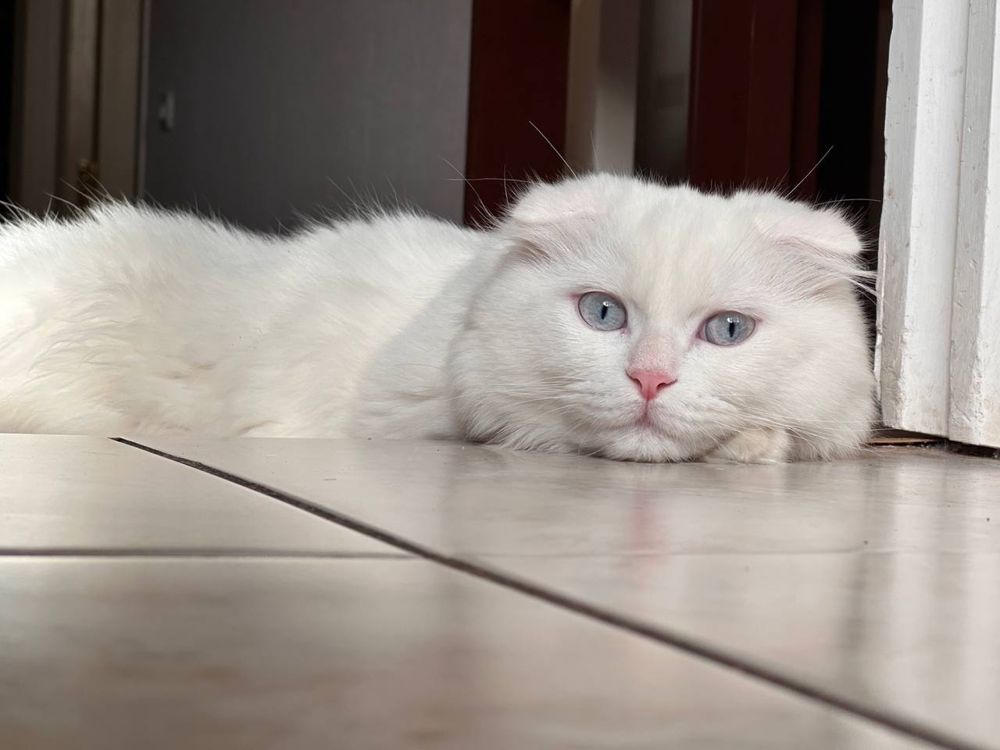 Scottish fold  Juda chiroyli ko'zlari kamyob rangda