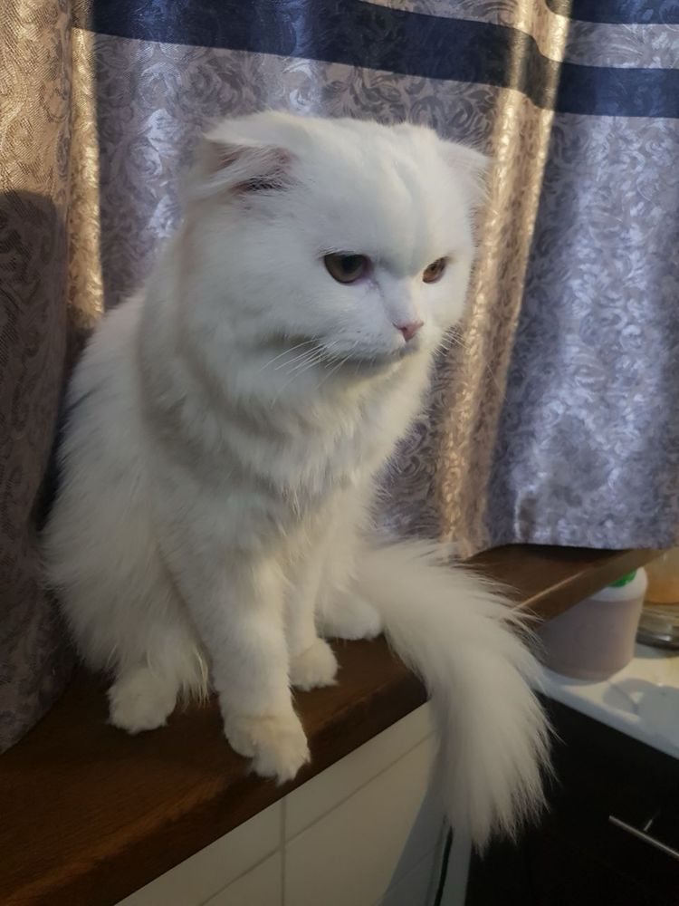 ВЯЗКАГА скоттиш фолд хейланд