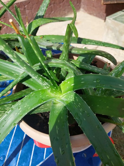 Алоэ лечебное 3-4-5 лет