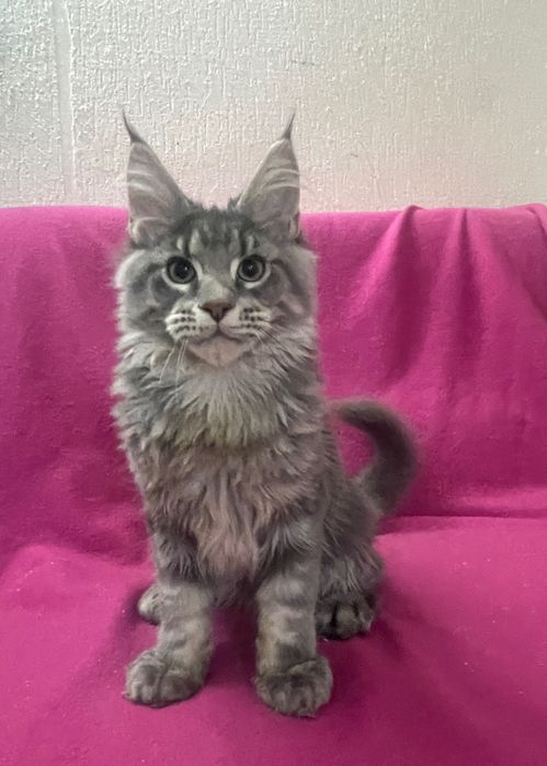 Maine Coon cu părinții campion