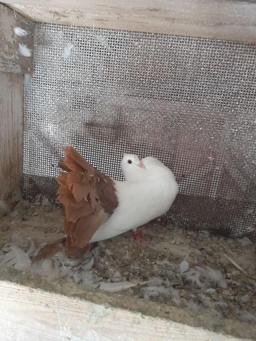 Porumbei făuri..