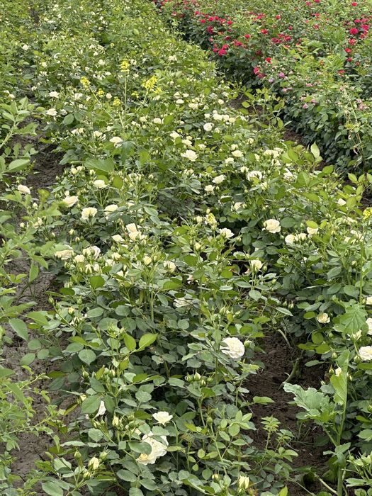 Atirgul kochatlar bor hamma sortidan bor 150 mingta