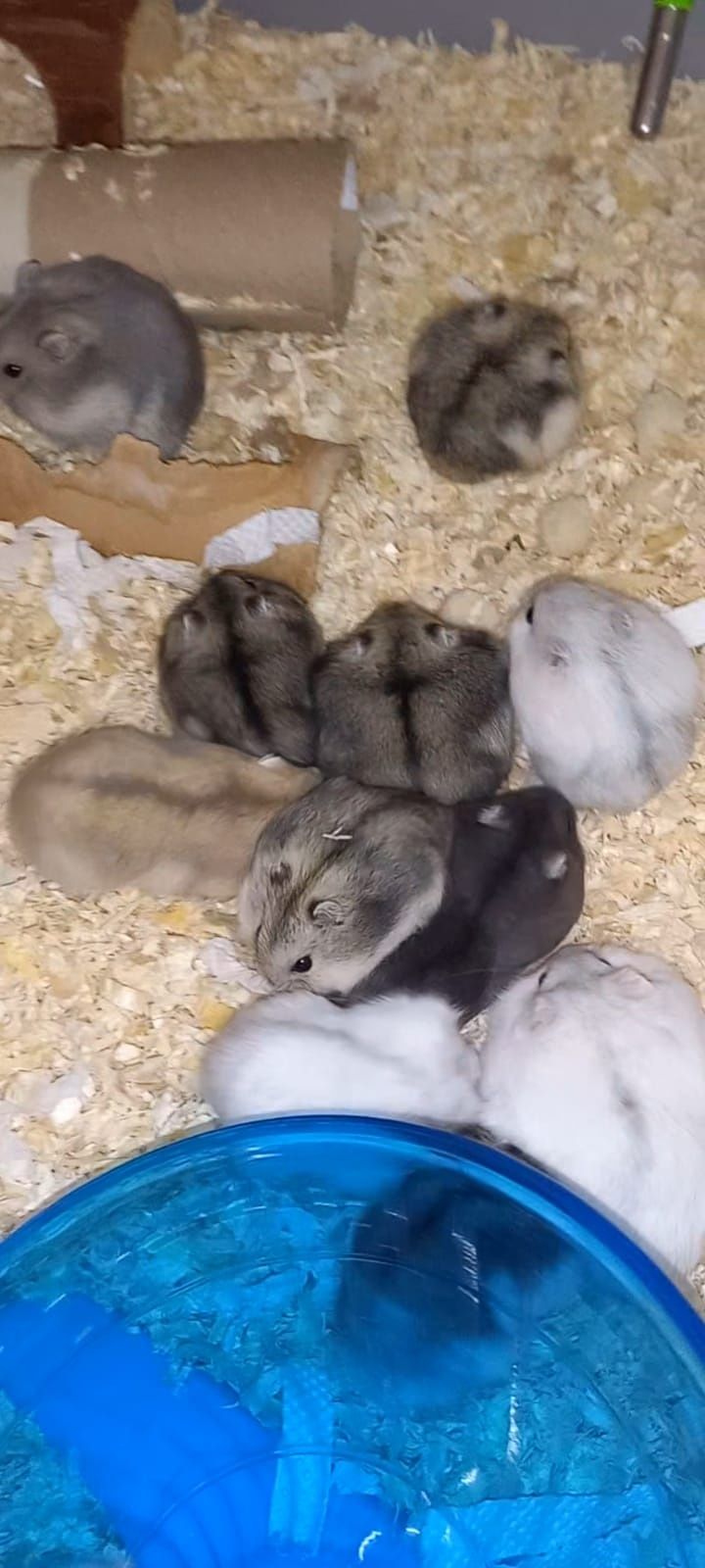 Hamsteri Siberieni