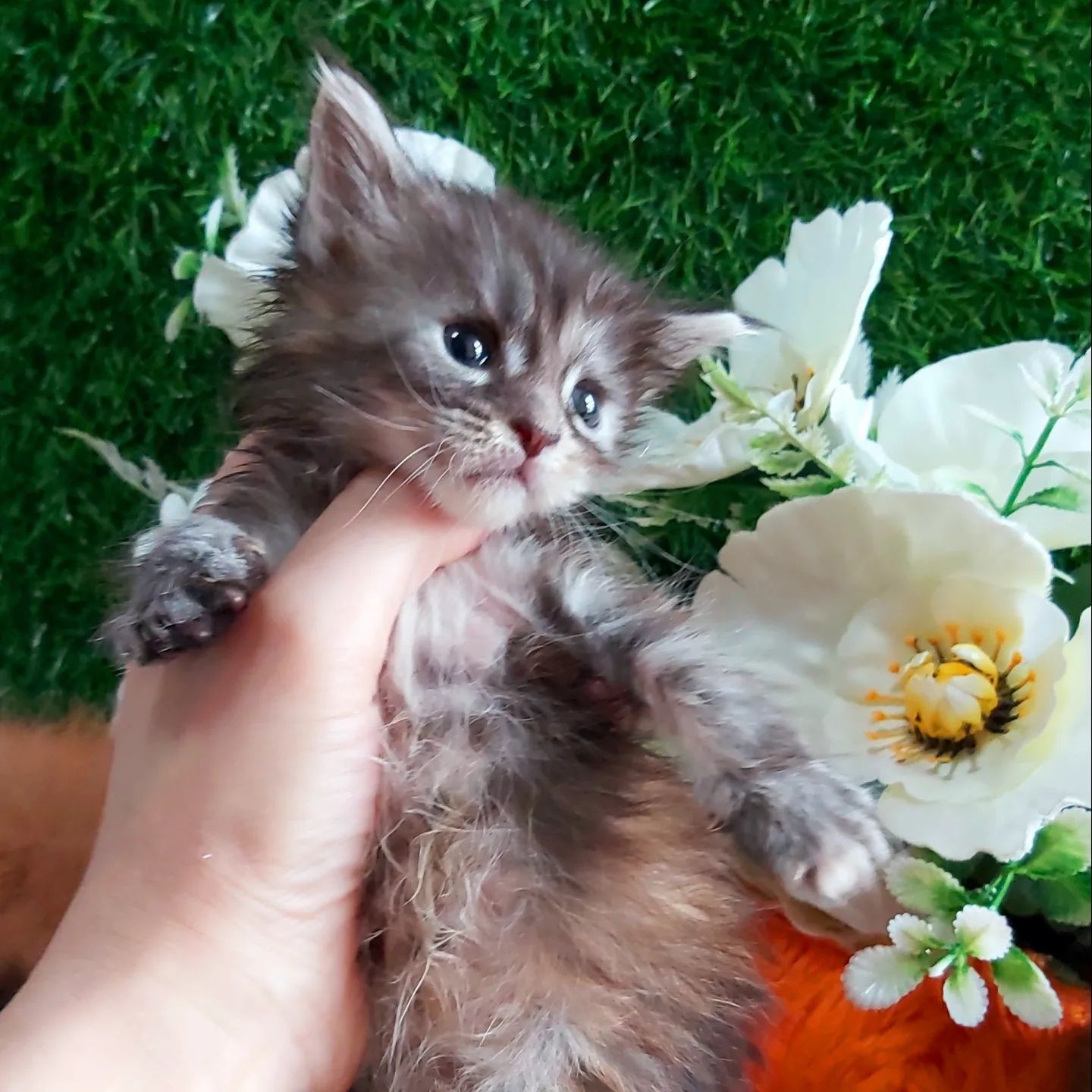 Мимишное Чудо! Мейн- Кунчики. Котята есть  выбор
