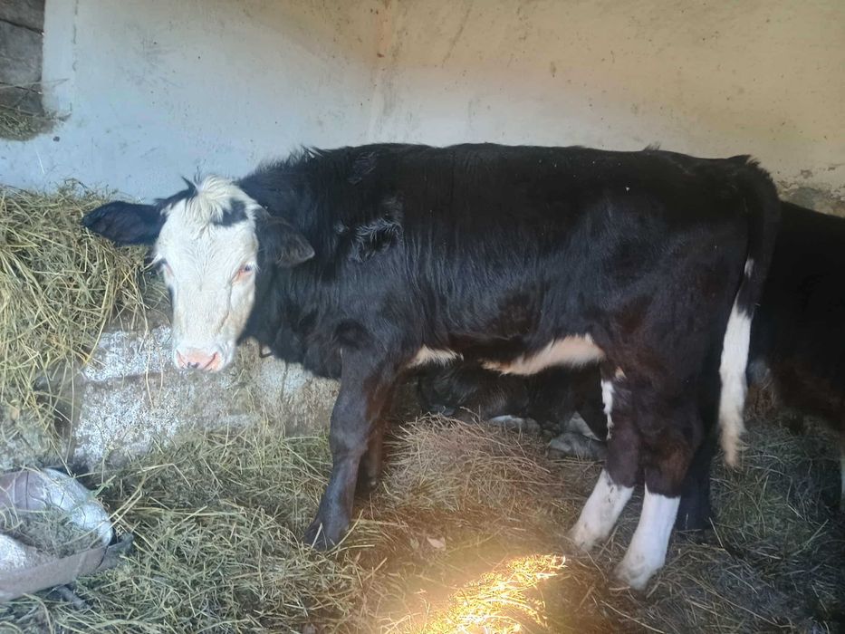 Vând vițele întarcate 7 luni