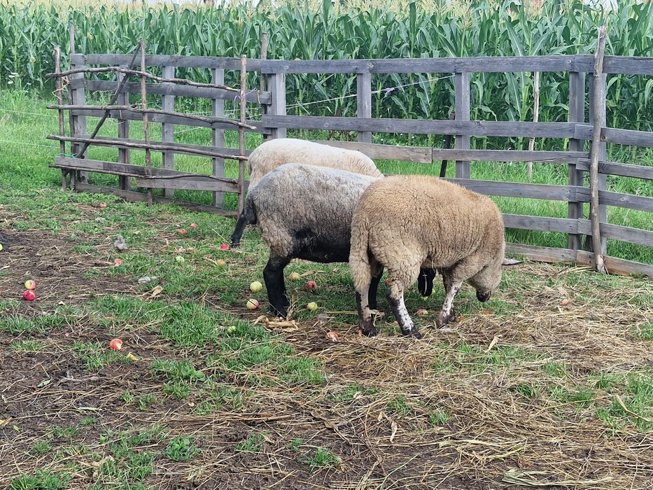 Vând berbec rasa Texel